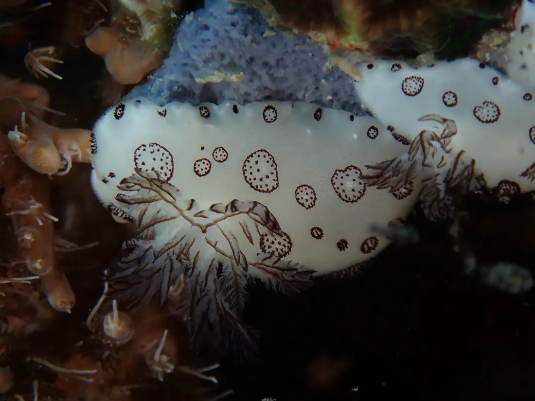A nudibranch on the reef
