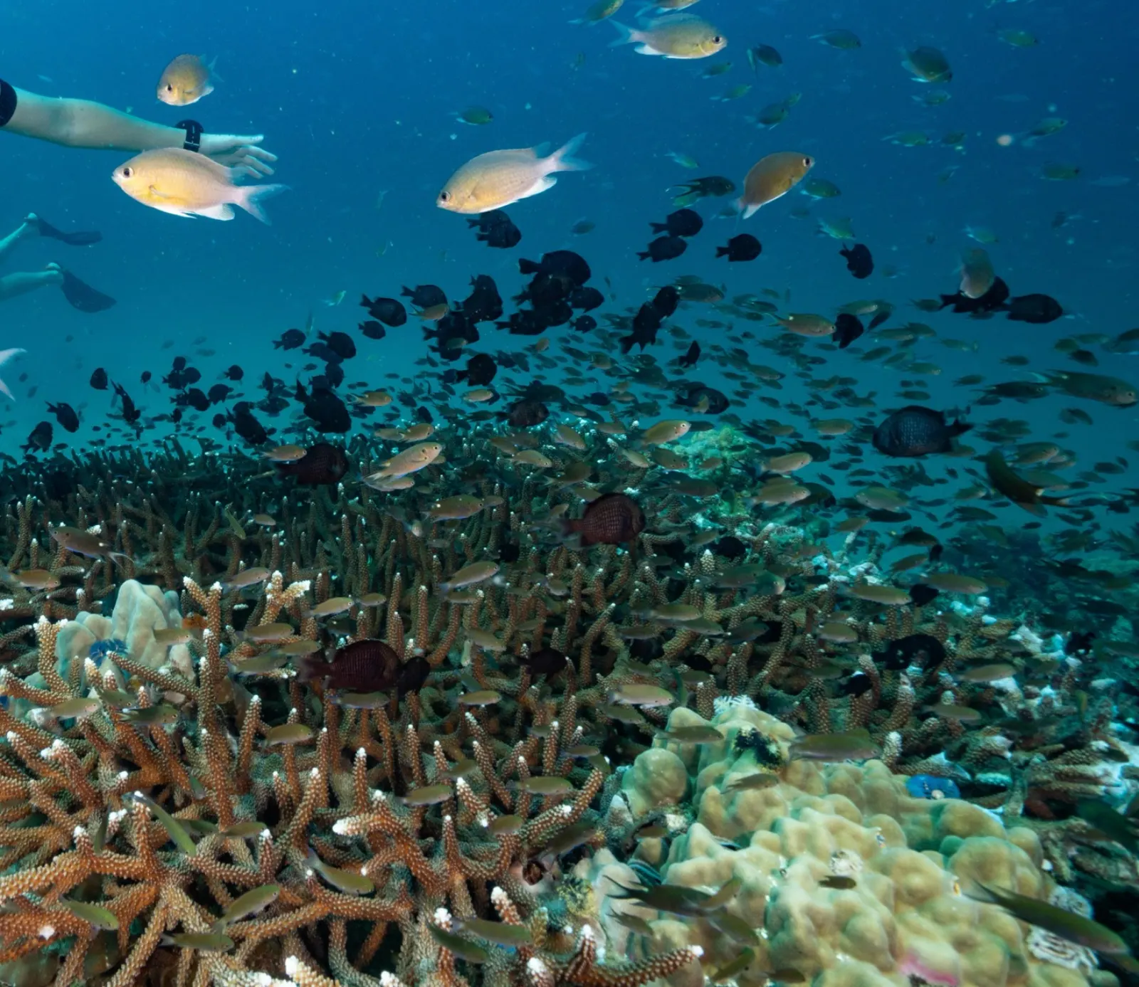 Hard coral on the reef
