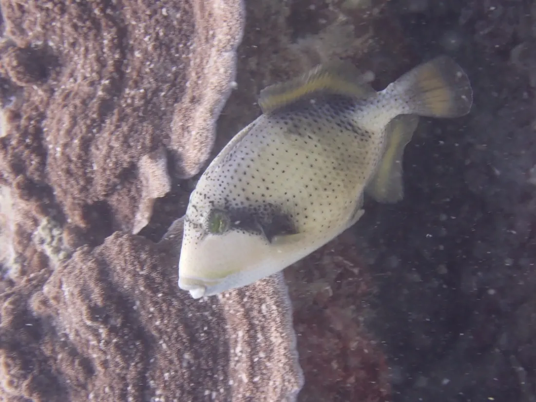 A triggerfish over the reef